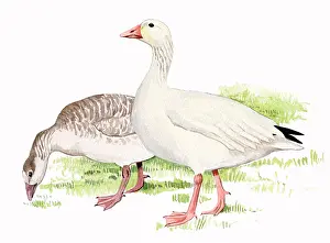 Caerulescens: Snow Goose