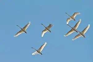 Caerulescens: Snow Goose