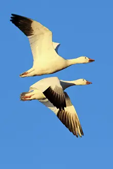 Caerulescens: Snow goose (Anser caerulescens), USA, North America
