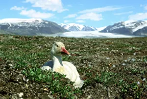 Bylot: Snow Goose (Chen caerulescens)