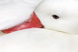 Trust: Snow Goose (Chen caerulescens), captive
