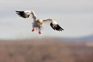 Coloring: Snow Goose in Flight