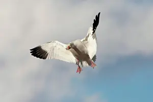 Coloring: Snow Goose in Flight