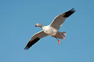 Coloring: Snow Goose in Flight