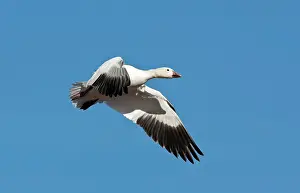 Coloring: Snow Goose in Flight