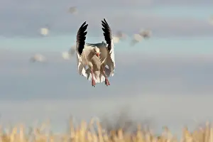 Coloring: Snow Goose in Flight