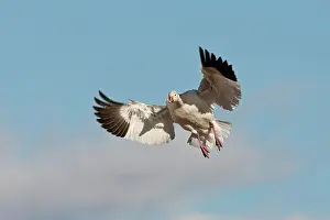 Coloring: Snow Goose in Flight