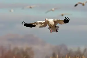 Coloring: Snow Goose in Flight