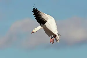 Coloring: Snow Goose in Flight