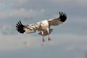 Coloring: Snow Goose in Flight