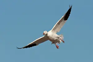 Coloring: Snow Goose in Flight