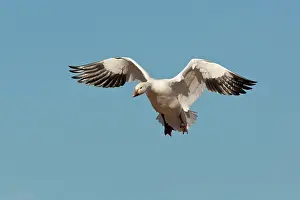 Coloring: Snow Goose in Flight