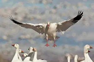 Coloring: Snow Goose in Flight