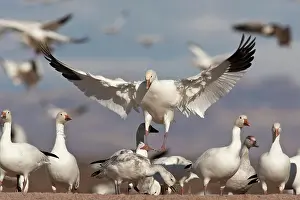 Coloring: Snow Goose in Flight