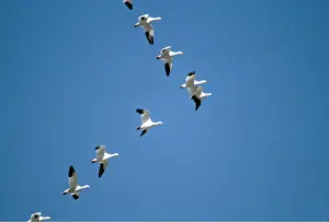 Maureen Brown: SNOW GOOSE - in flight, V Formation