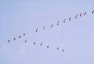 Lisa Svedberg: SNOW GOOSE - in flight, v formation