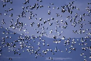 Maureen Brown: SNOW GOOSE - Flock In Flight
