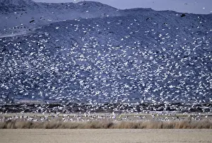 Maureen Brown: SNOW GOOSE - Flock In Flight
