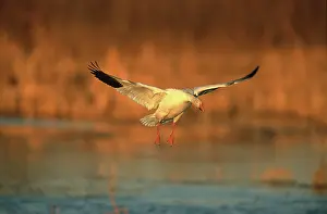 Hyperborea: Snow goose landing