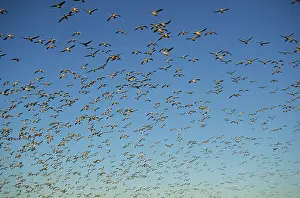 Lift: Snow Goose - mass lift off