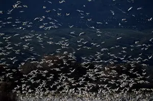 Lift: Snow Goose - mass lift off