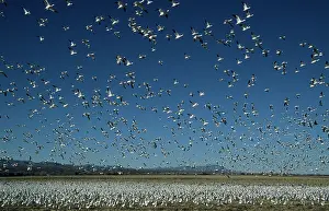 Lift: Snow Goose - mass lift off