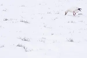 Migrate: Snow Goose During Migration