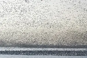 Squaw: Snow Goose Migration