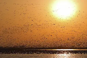 Squaw: Snow Goose Migration