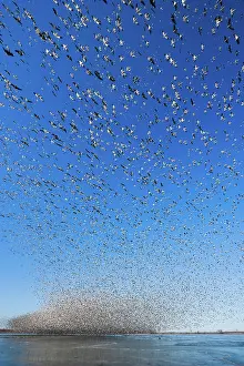 Squaw: Snow Goose Migration