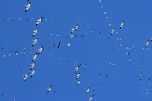 Squaw: Snow Goose Migration