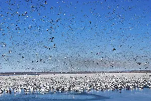 Squaw: Snow Goose Migration