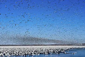 Caerulescens: Snow Goose Migration