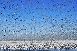 Caerulescens: Snow Goose Migration
