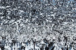 Caerulescens: Snow Goose Migration