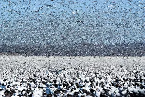 Caerulescens: Snow Goose Migration