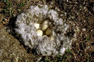 Bylot: Snow Goose Nest