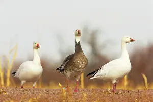 Normal: Snow Goose - Normal White form and rare Blue form