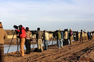 Photographers: Snow Goose and photographers - Bosque del Apache