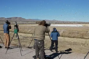 Photographers: Snow Goose and photographers - Bosque del Apache