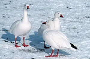 Ake Lindau: SNOW GOOSE - three, on snow