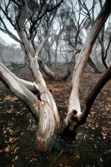 Wildfires: Snow Gum after bush fire