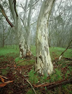 Pauciflora: Snow gum (Eucalyptus pauciflora), Mt Cobbler, Alpine