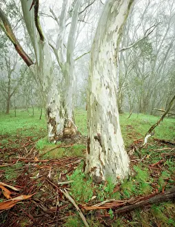 Eucalypt: Snow Gum - High Country