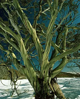 Kosciuszko: Snow Gum - Kosciuszko National Park