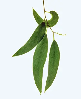 Gums: Snow Gum - Leaves