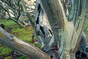Gnarled: Snow Gum - old and gnarled Snow Gums grow in Victoria's