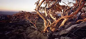 Kosciuszko: Snow gum on summit of Mt Bimberi, 1911 m (Eucalyptus