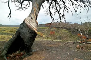 Wildfires: Snow Gum Tree - Bush fire aftermath