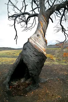 Wildfires: Snow Gum Tree - Bush fire aftermath